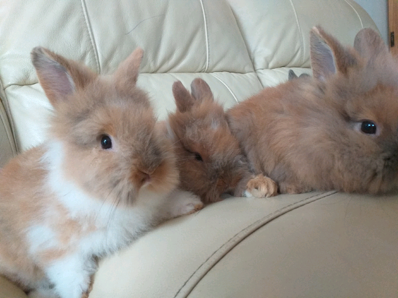 mini lionhead rabbits